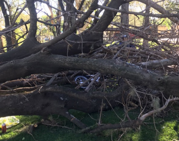 #VIDEO Pudo ser tragedia: se cayó un enorme árbol sobre dos jovenes en el skatepark de Funes